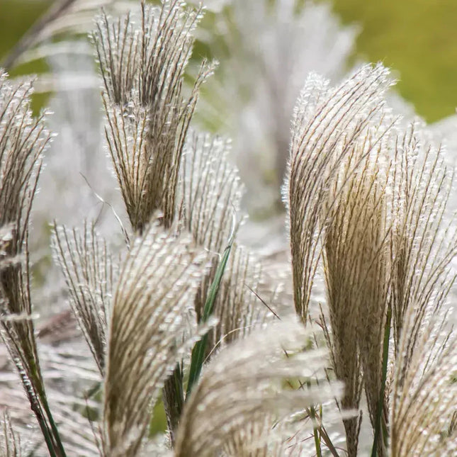 10 Silver Maiden Grass Seeds - Seed World