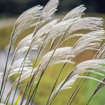 10 Silver Maiden Grass Seeds - Seed World