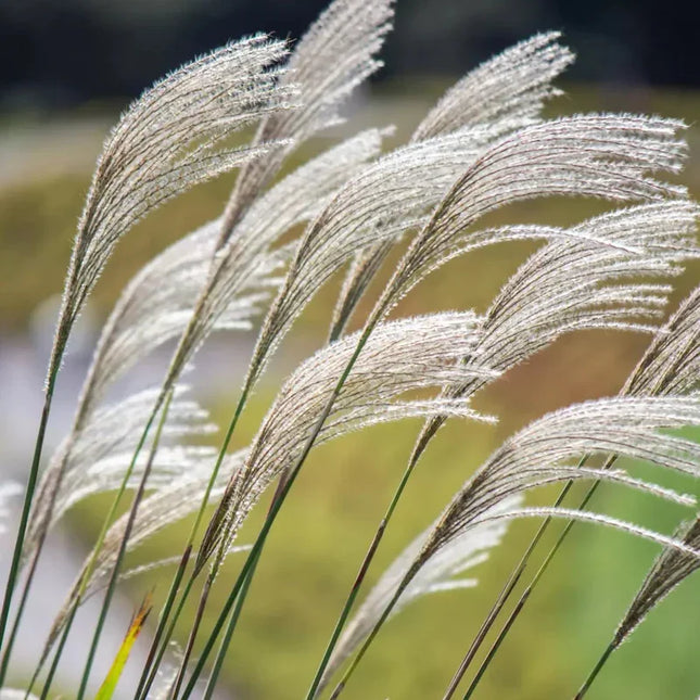 10 Silver Maiden Grass Seeds - Seed World