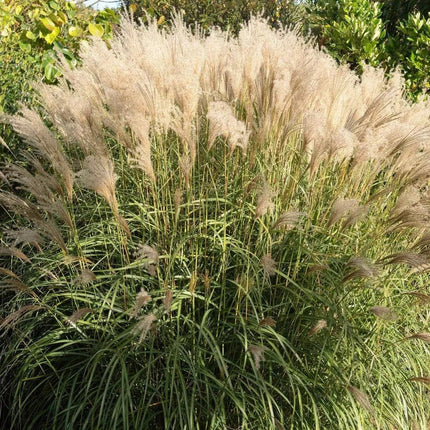 10 Silver Maiden Grass Seeds - Seed World
