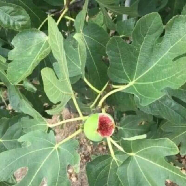 Unripe fig on a tree branch with green leaves