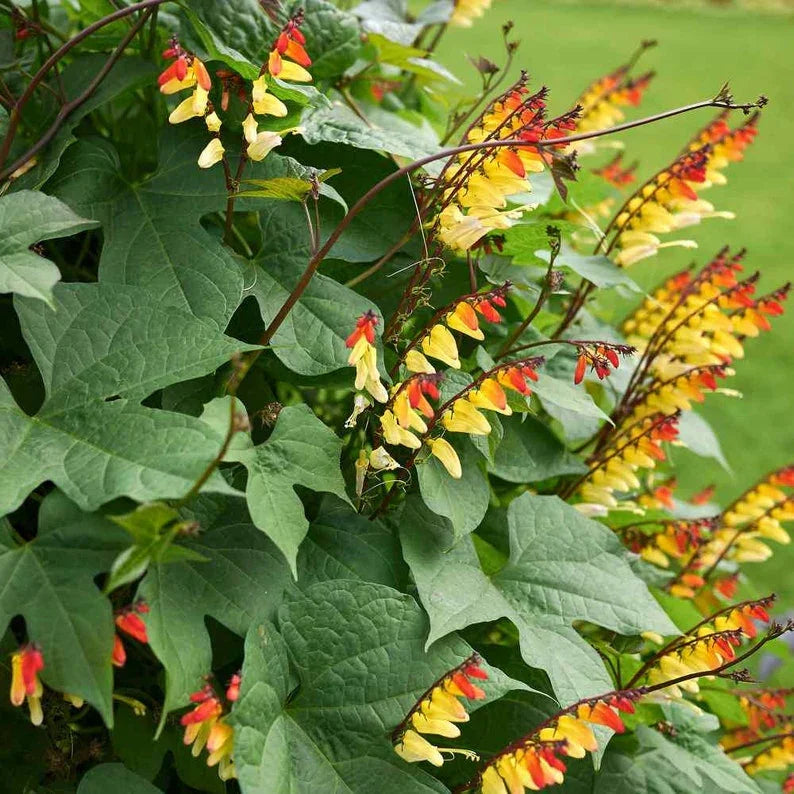 10 Spanish Flag Vine - Mina Lobata Seeds - Seed World