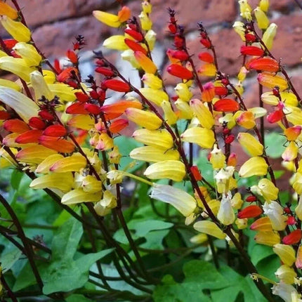 10 Spanish Flag Vine - Mina Lobata Seeds - Seed World