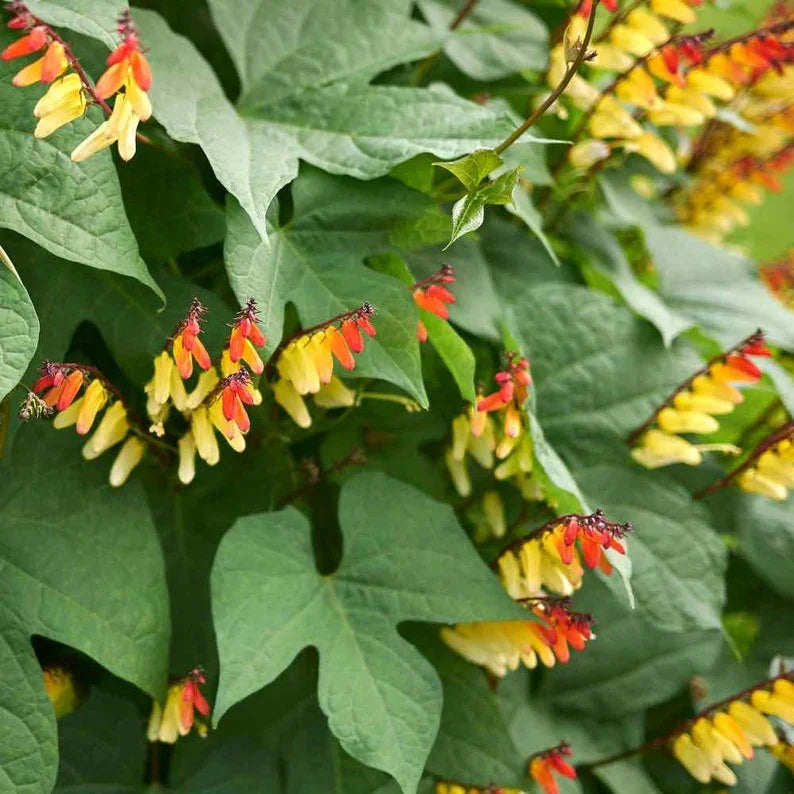 10 Spanish Flag Vine - Mina Lobata Seeds - Seed World
