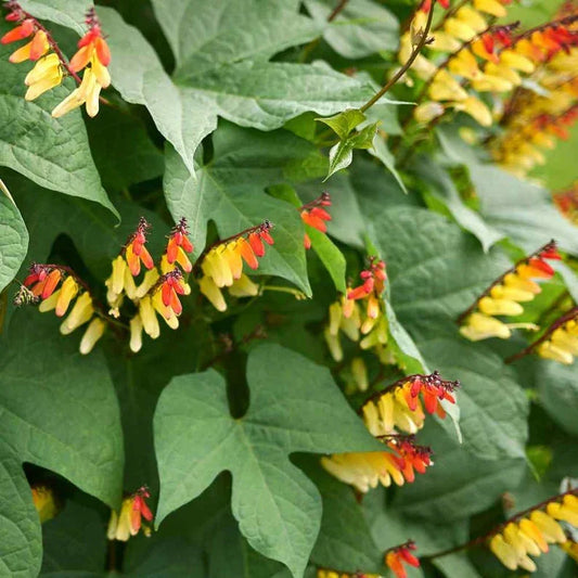 10 Spanish Flag Vine - Mina Lobata Seeds - Seed World