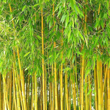 10 Spectabilis Bamboo Seeds - Seed World