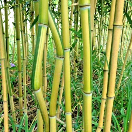 10 Spectabilis Bamboo Seeds - Seed World