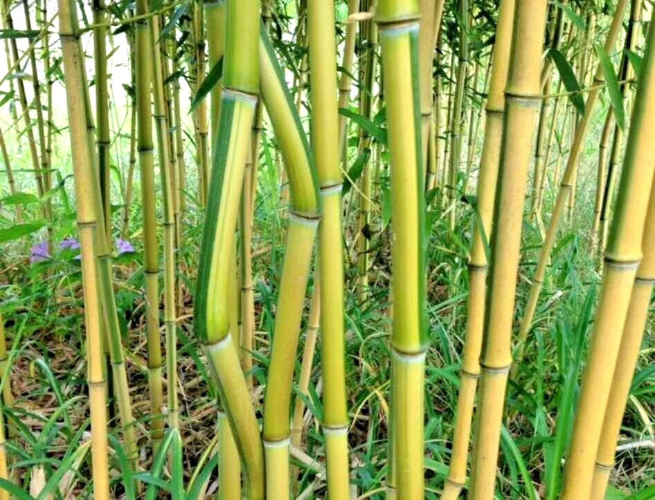 10 Spectabilis Bamboo Seeds - Seed World