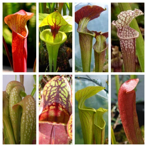 10 Trumpet Pitcher Plant Seeds - Mixed Species - Seed World