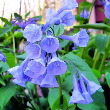 10 Virginia Bluebells Seeds - Seed World