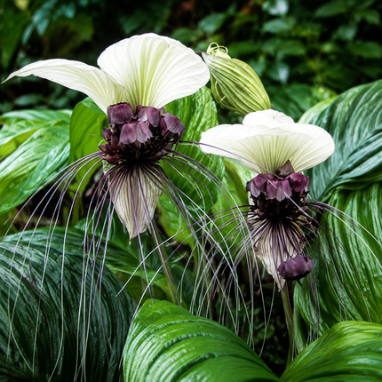 10 White Bat Flower Seeds