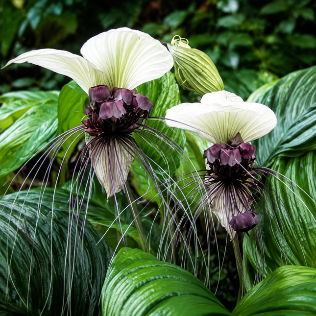 10 White Bat Flower Seeds
