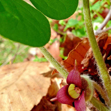 10 Wild Ginger - Asarum Canadense Seeds - Seed World