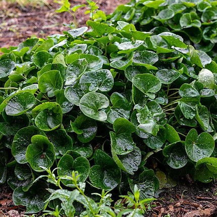 10 Wild Ginger - Asarum Canadense Seeds - Seed World