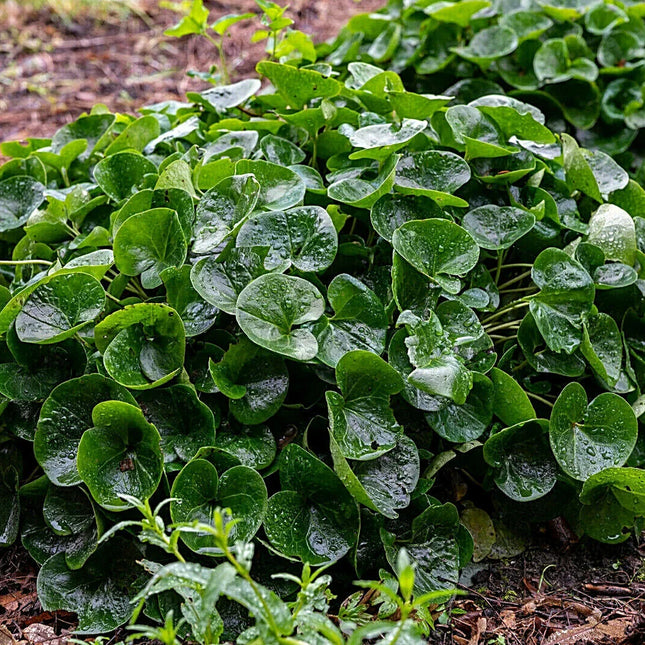 10 Wild Ginger - Asarum Canadense Seeds - Seed World