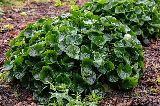 10 Wild Ginger - Asarum Canadense Seeds - Seed World
