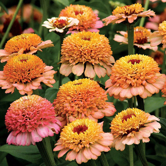 10 Zinnia 'Zinderella Peach' Seeds - Seed World