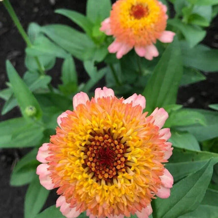 10 Zinnia 'Zinderella Peach' Seeds - Seed World