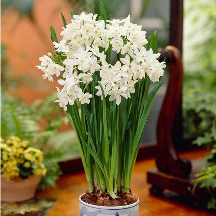 10 Ziva - Paperwhites Flower Bulbs (14-15cm) - Seed World