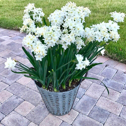 10 Ziva - Paperwhites Flower Bulbs (14-15cm) - Seed World