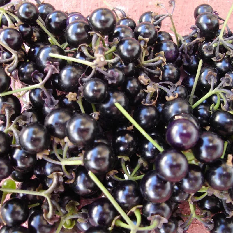 100 American Garden Huckleberry Seeds - Seed World