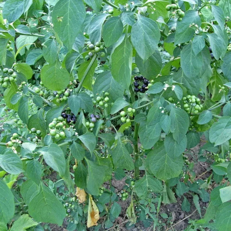 100 American Garden Huckleberry Seeds - Seed World