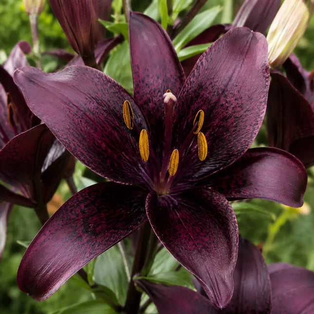 100 Blackberry Freckle Face Lily Seeds