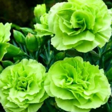 100 Bright Green Carnation Seeds - Seed World
