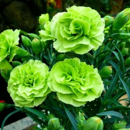 100 Bright Green Carnation Seeds - Seed World