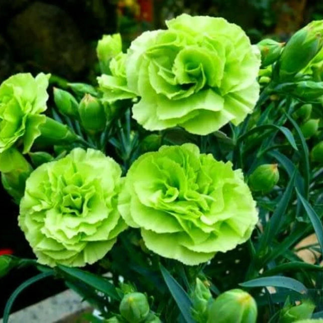 100 Bright Green Carnation Seeds - Seed World