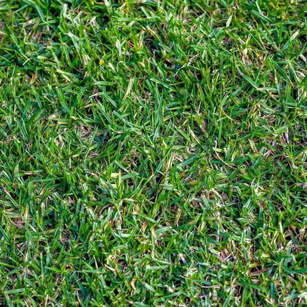 100 Buffalo Native Grass Seeds - Seed World