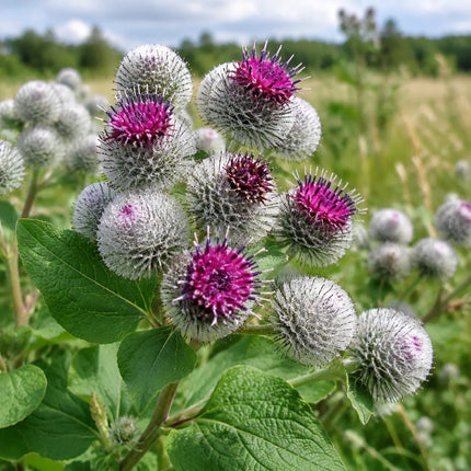 100 Burdock - Arctium Lappa Seeds