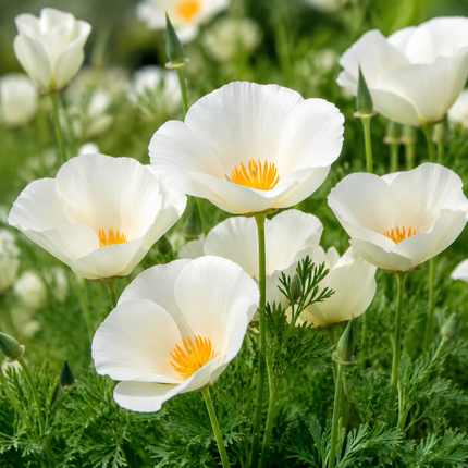 100 Poppy California White Linen Seeds