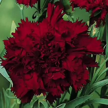 100 Carnation - Dianthus Flowers Seeds - Seed World