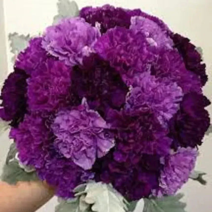 100 Carnation - Dianthus Flowers Seeds - Seed World