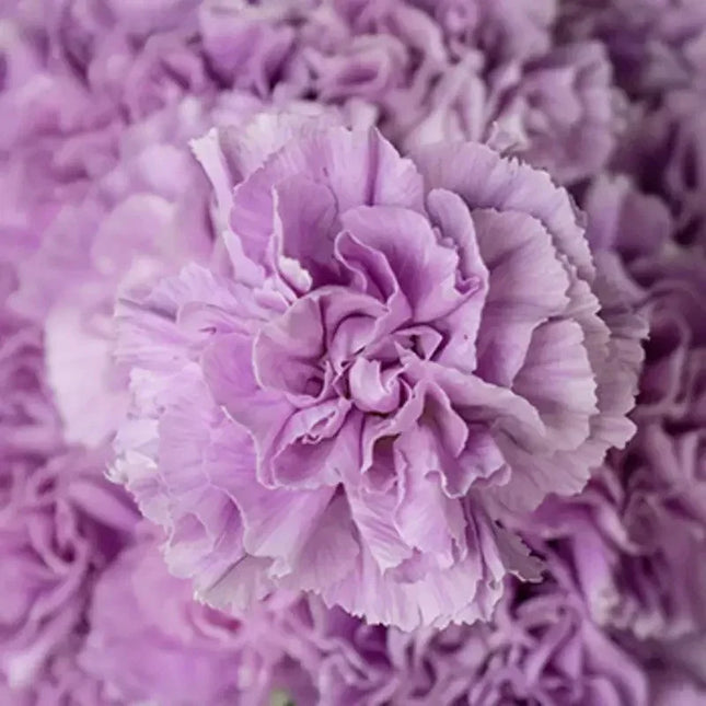 100 Carnation - Dianthus Flowers Seeds - Seed World