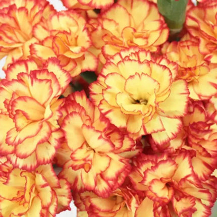 100 Carnation - Dianthus Flowers Seeds - Seed World