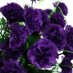 Dark Purple