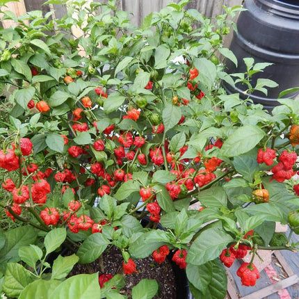 100 Carolina Reaper Seeds - Seed World