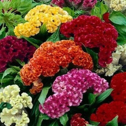 100 Celosia Cristata Mixed Seeds - Seed World