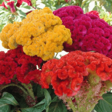 100 Celosia Cristata Mixed Seeds - Seed World