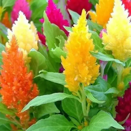 Colorful Celosia Pampas Plume flowers in shades of red, pink, yellow, and orange, perfect for vibrant garden displays and ornamental planting. Seed World