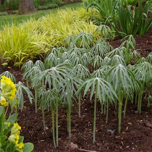 100 Cyperus Umbrella Plant Seeds - Seed World