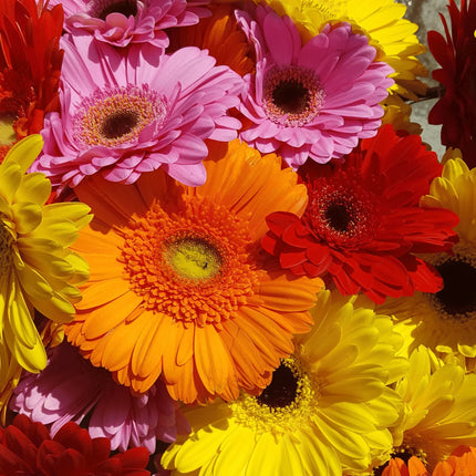 100 Daisy - Gerbera Mix Seeds - Seed World