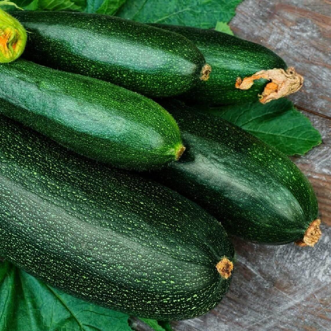 100 Dark Green Zucchini Squash Seeds - Seed World