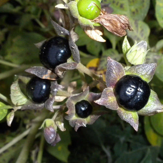 100 Deadly Nightshade - Atropa Belladonna Seeds - Seed World