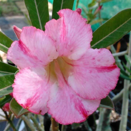 100 Desert Rose Seeds | Mixed Colors & Varieties - Seed World