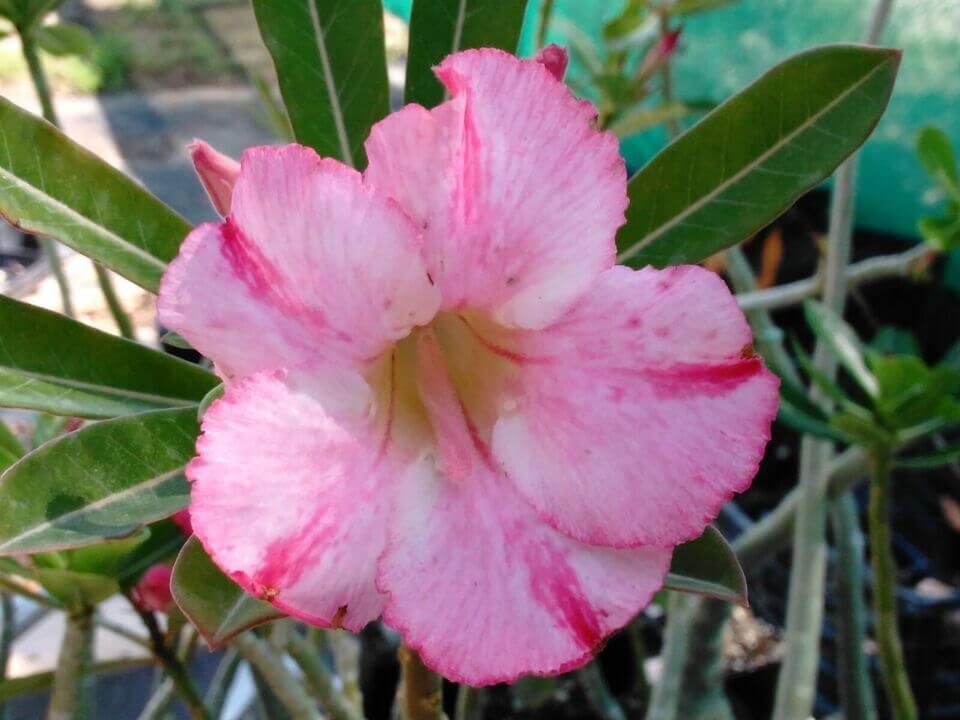 100 Desert Rose Seeds | Mixed Colors & Varieties - Seed World