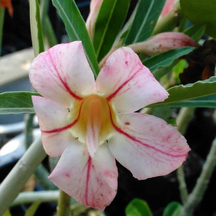 100 Desert Rose Seeds | Mixed Colors & Varieties - Seed World