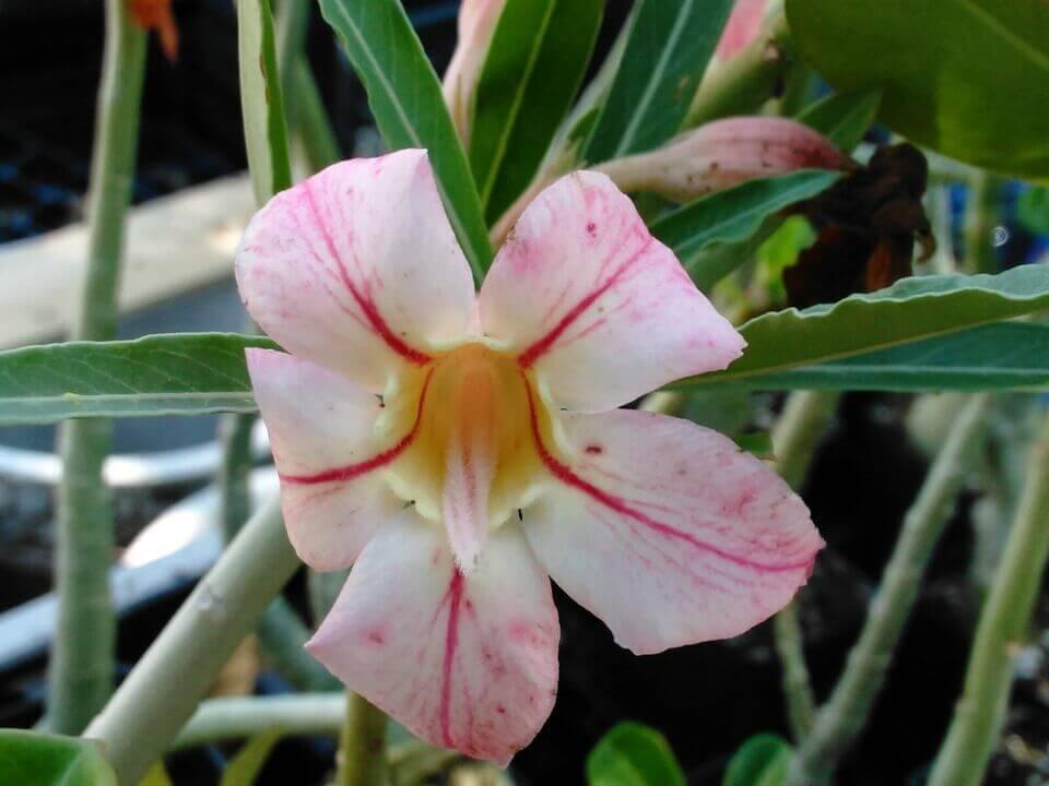100 Desert Rose Seeds | Mixed Colors & Varieties - Seed World